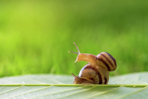 Animal Poster featuring the photograph Two Snails On The Grass. by Cavan Images