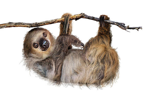 Sloth Poster featuring the photograph Two-Toed Sloth Named Fernando by Good Focused