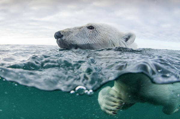 Paw Poster featuring the photograph Underwater Polar Bear In Hudson Bay by Paul Souders