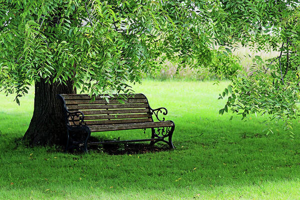 Bench Poster featuring the photograph Unwind Under The Walnut Tree by Debbie Oppermann