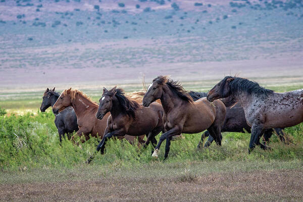Horse Poster featuring the photograph Utah's Wild Horses by Jeanette Mahoney