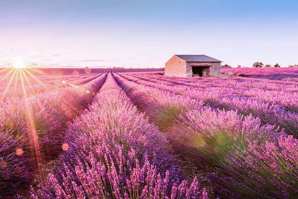 Provence Poster featuring the photograph Valensole en Provence by Francesco Riccardo Iacomino
