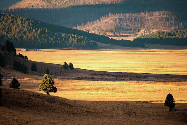 Valles Caldera National Preserve Poster featuring the photograph Valles Caldera Detail by Jeff Phillippi