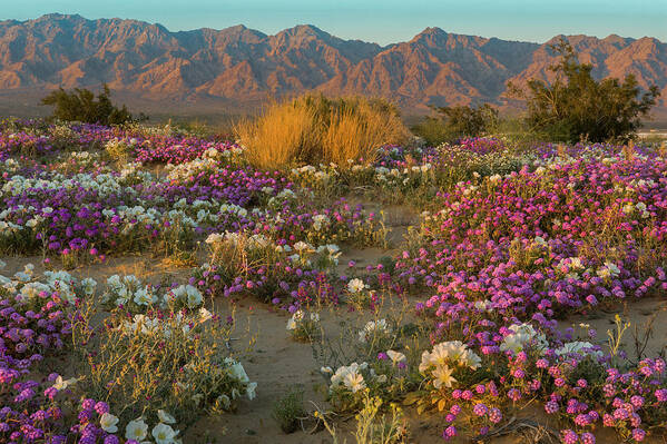 Jeff Foott Poster featuring the photograph Verbena And Primrose In The Mojave by Jeff Foott