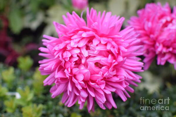 Vibrant Pink Poster featuring the photograph Vibrant Pink Flower by Abigail Diane Photography