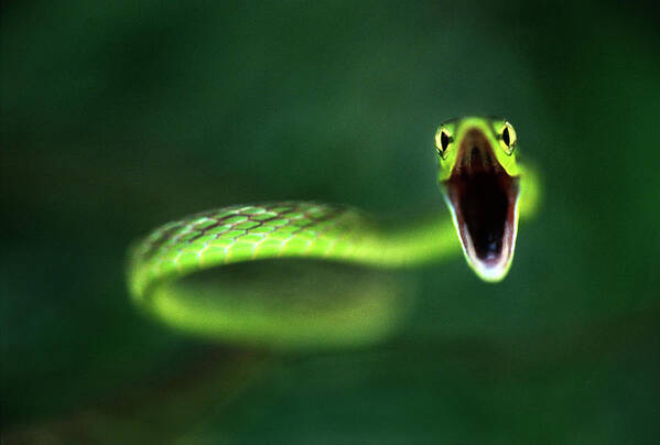 Vine Snake Poster featuring the photograph Vine Snake by Thomas Haney