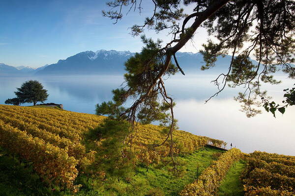 Estock Poster featuring the digital art Vineyards In Lavaux, Switzerland by Roland Gerth