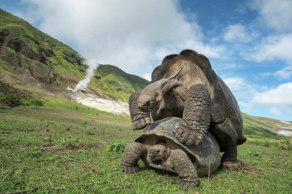 Animal Poster featuring the photograph Volcan Alcedo Giant Tortoises Mating by Tui De Roy