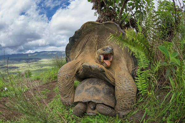 Animal Poster featuring the photograph Volcan Alcedo Tortoises Mating by Tui De Roy