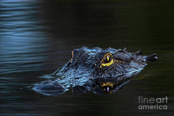 Alligator Poster featuring the photograph Waiting in the Moonlight by Jane Axman