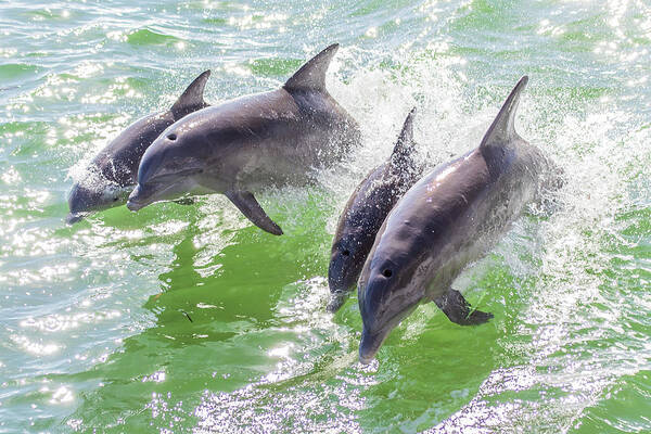 Captiva Island Poster featuring the photograph Wake Surfing Dolphin Family by Stefan Mazzola