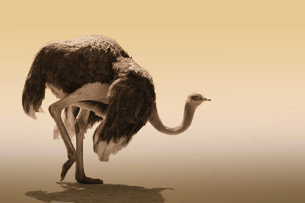 Ostrich Poster featuring the photograph Walking By by Jimmy Hoffman