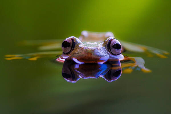  Poster featuring the photograph Wallace Flying Frog by Andi Halil