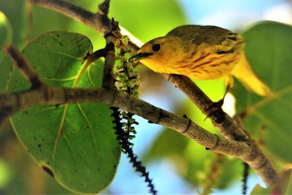 Setophaga Petechia Poster featuring the photograph Warbler's Delight by Climate Change VI - Sales