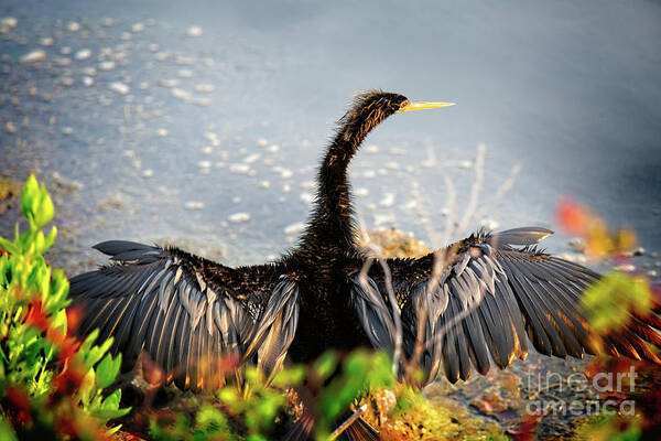 Anhinga Poster featuring the photograph Warming My Feathers by Kathy Strauss