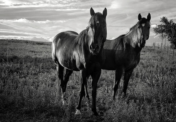 Horses Poster featuring the photograph Watchful Pair by Toni Hopper