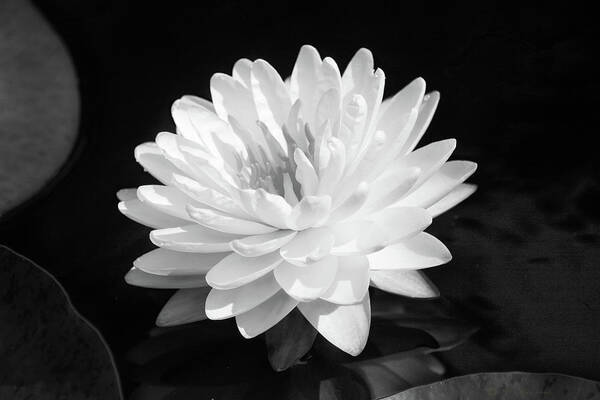 Flower Poster featuring the photograph Water Lily In Black And White by Steve Karol