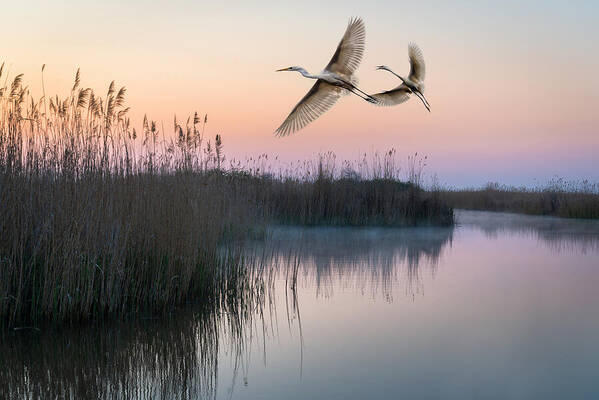 Wings Poster featuring the photograph Water Swamp by Eyal Bar Or