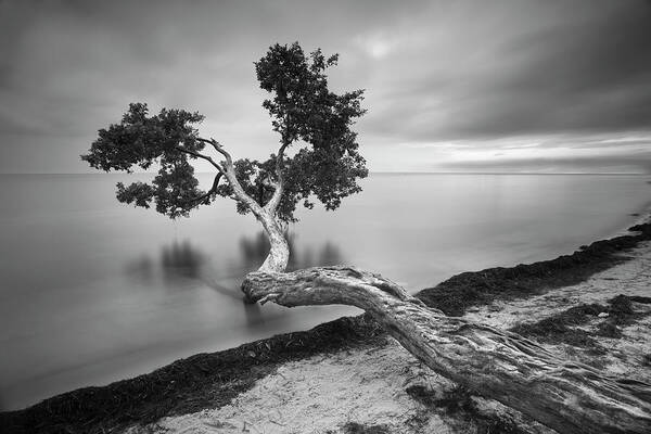 Tree Poster featuring the photograph Water Tree 10 Bw by Moises Levy