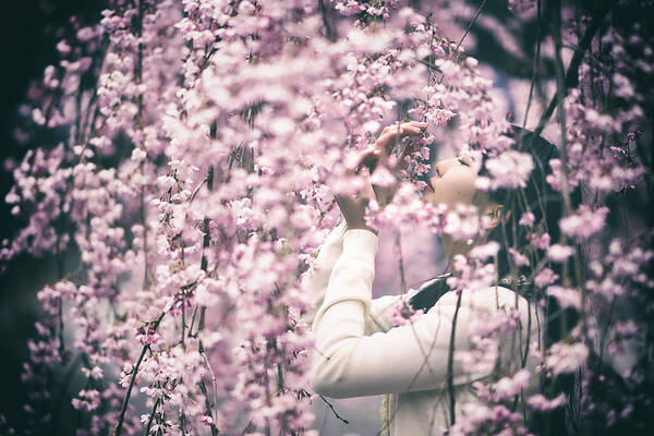 Cherry Blossom Poster featuring the photograph Weeping Cherry by 7 Flavor C/p