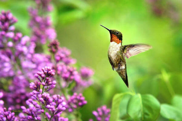 Hummingbird Poster featuring the photograph Welcome Home Hummingbird by Christina Rollo