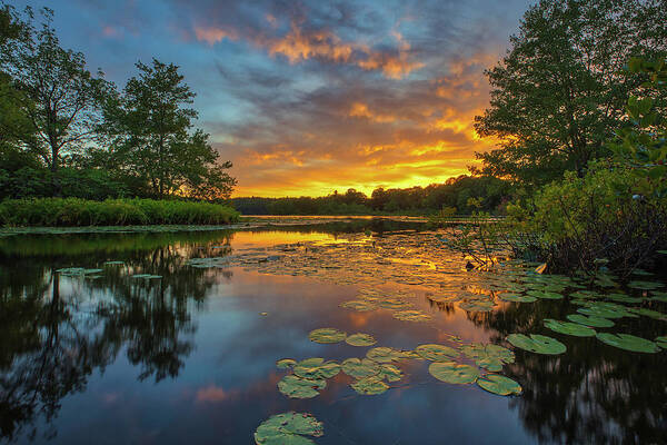 Water Lily Pads Poster featuring the photograph Wellesley Lake Waban Sunset by Juergen Roth