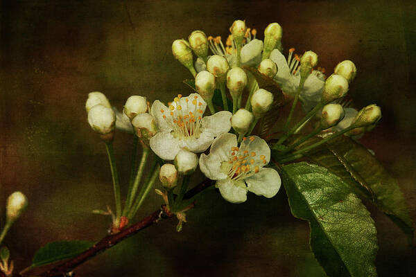 Floral Poster featuring the photograph White Blossoms by Cindi Ressler