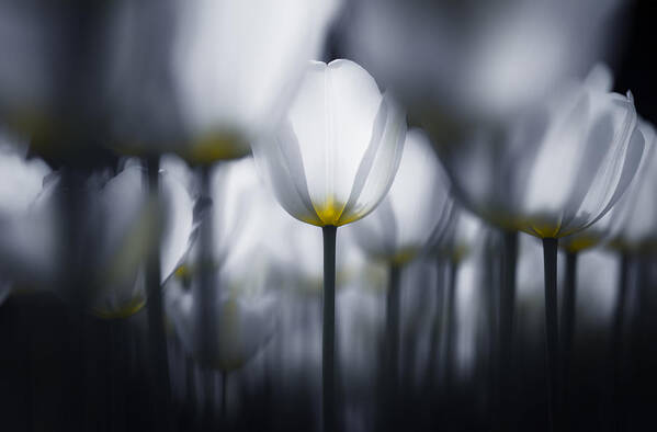 Tulip Poster featuring the photograph White In White by Takashi Suzuki
