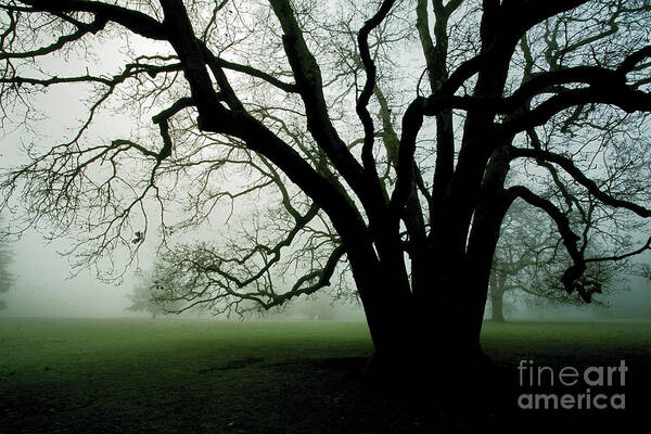 Fog Poster featuring the photograph White Oak in Fog by Rich Collins