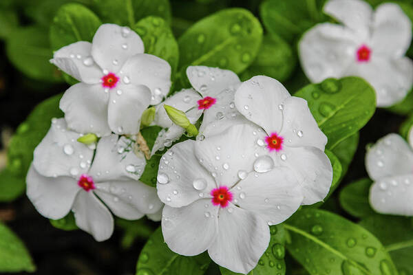 Vinca Poster featuring the photograph White Periwinkle by Aashish Vaidya