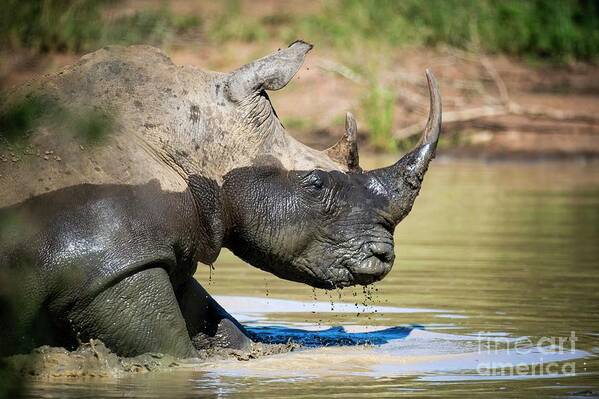 Africa Poster featuring the photograph White Rhino Bull Wallowing In Water by Peter Chadwick/science Photo Library