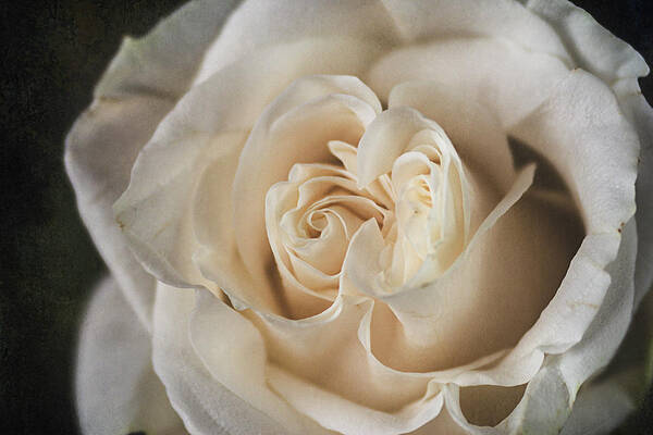 White Rose Poster featuring the photograph White Rose by Cindi Ressler