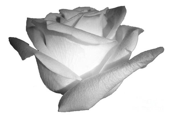 White Poster featuring the photograph White Rose Cropped Best for Shirts by Delynn Addams