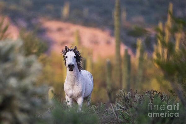Stallion Poster featuring the photograph White Stallion by Shannon Hastings