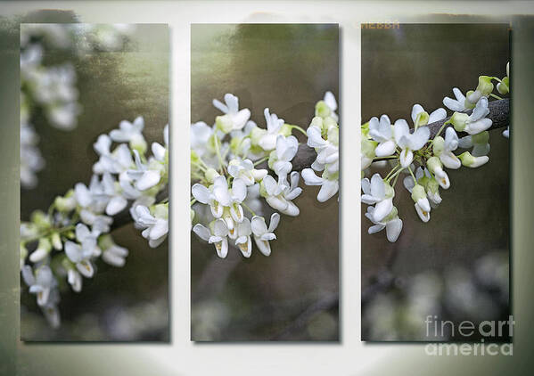 Flowers Poster featuring the photograph Whitebud Triptych by Ann Jacobson