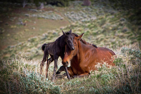 Baby Foal Poster featuring the photograph Wild black new born foal and mare by Waterdancer