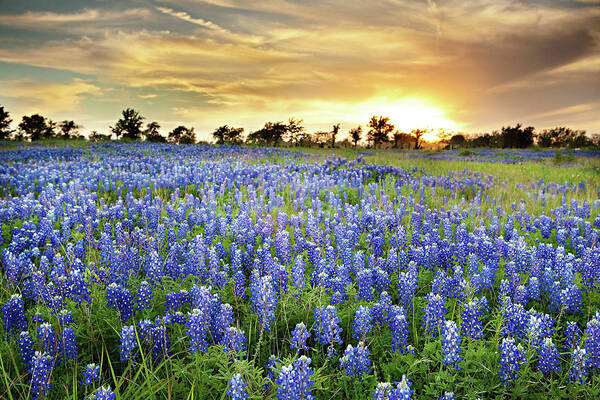 Outdoors Poster featuring the photograph Wild Blue Bonnet Flower Field At Sunset by Chung Hu