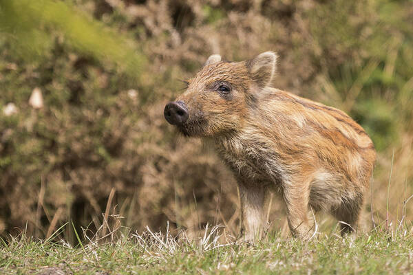 Wild Boar Poster featuring the photograph Wild Boar Humbug by Wendy Cooper