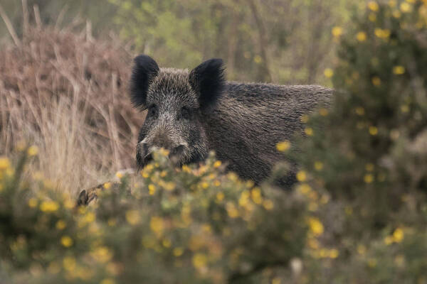 Wildlifephotograpy Poster featuring the photograph Wild Boar Sow by Wendy Cooper