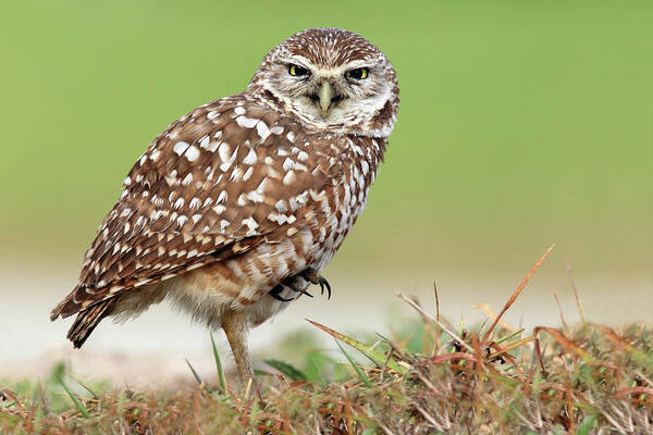 Cape Coral Poster featuring the photograph Wild Burrowing Owl Balancing On One Leg by Mlorenzphotography