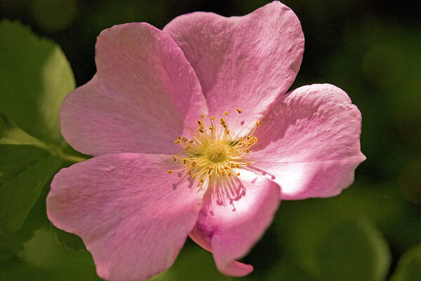 Wild Rose Poster featuring the photograph Wild Rose by Denise LeBleu