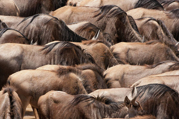 Kenya Poster featuring the photograph Wildebeests, Kenya by Mint Images/ Art Wolfe
