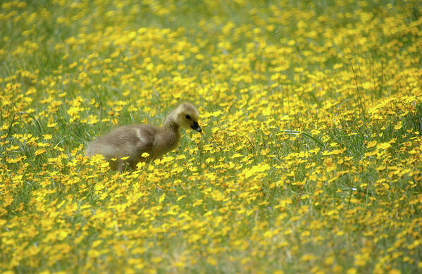 Baby Poster featuring the photograph Wildflower Baby by Steph Gabler