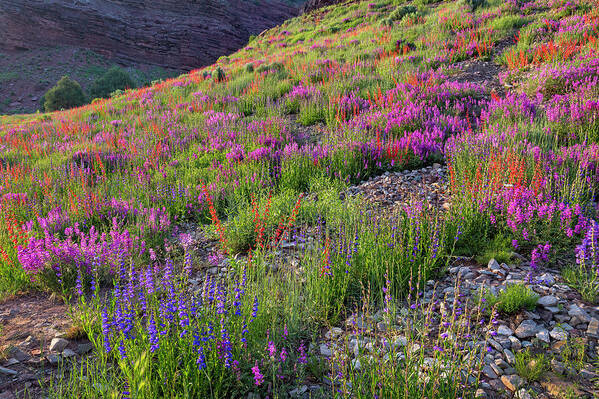 Wildflowers Poster featuring the photograph Wildflower Hill by Denise Bush