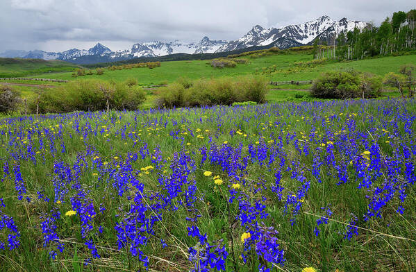 Ouray Poster featuring the photograph Wildflowers along Last Dollar Road by Ray Mathis