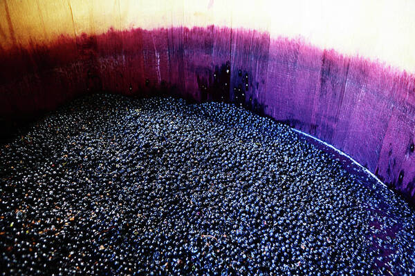 Working Poster featuring the photograph Wine Grapes Ready For Pressing In by Rapideye
