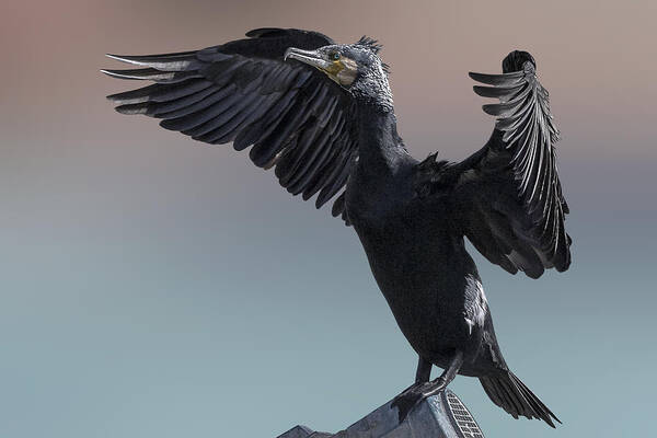 Wildlife Poster featuring the photograph Winged Cormorant by Dr. Eman Elghazzawy