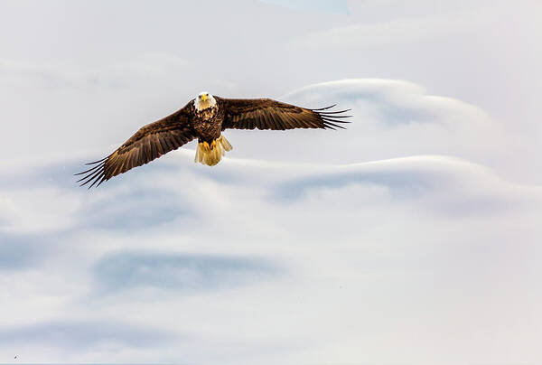 Eagle Poster featuring the photograph Wings on High by David Wagenblatt