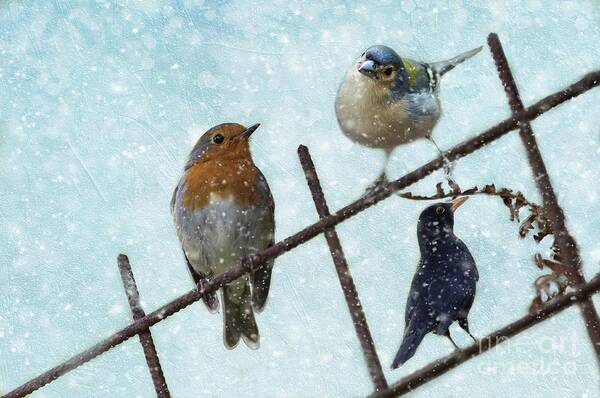 European Robin Poster featuring the mixed media Winter Birds by Eva Lechner