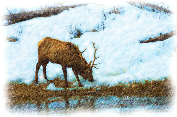 Elk Poster featuring the photograph Winter Elk by River by Kae Cheatham